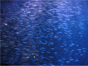 海の生き物②